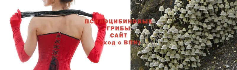 Псилоцибиновые грибы Psilocybe  это телеграм  Комсомольск 